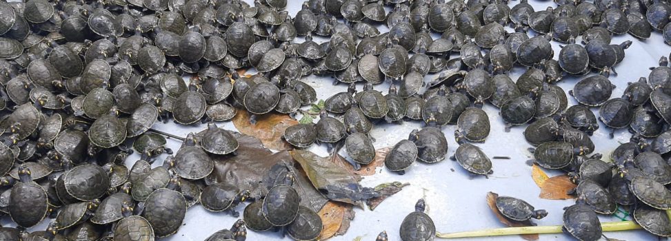 Cormacarena celebra evolución satisfactoria de 1.480 tortugas criadas en La Macarena