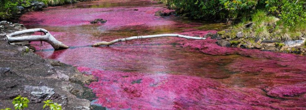 A partir de hoy, se cierra el ingreso a Caño Cristales