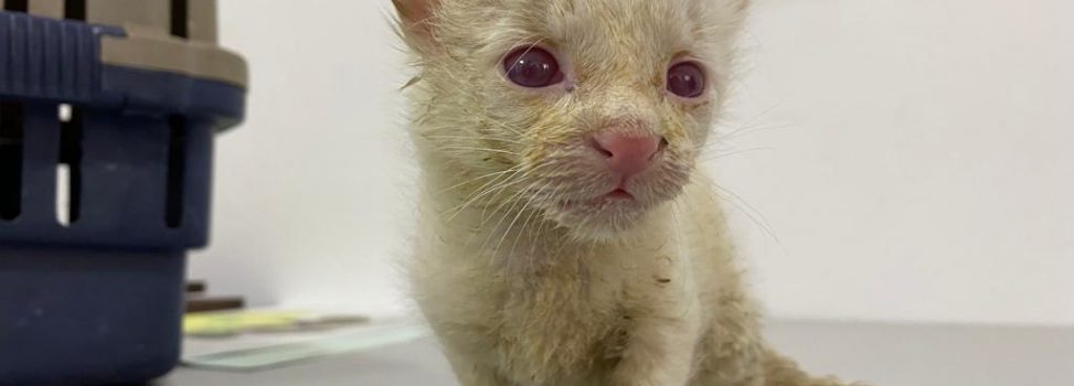 Primer caso en Colombia de felino silvestre albino se registró en Amalfi, Antioquia