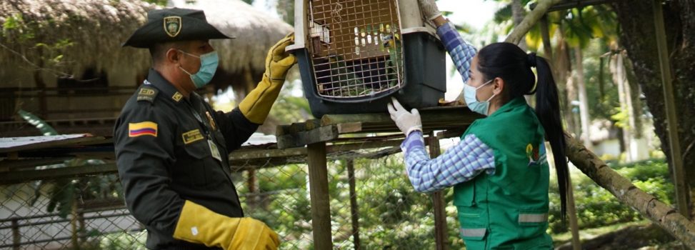 Fauna silvestre rehabilitada en Huila fue liberada en los llanos orientales