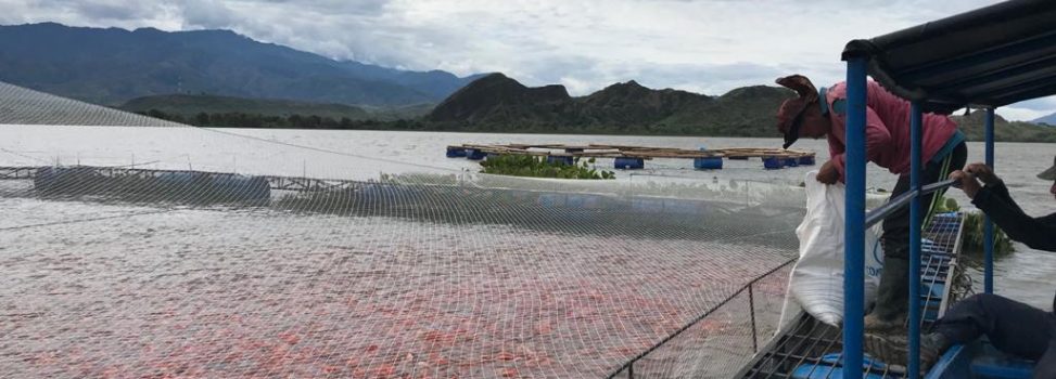 CAM suspende actividad a siete piscícolas ilegales en represa de Betania