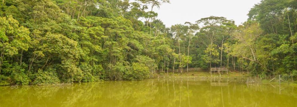 AMAZONIA VIVA, EL PACTO QUE FUE CAPAZ DE UNIR A UN PAÍS LLAMADO COLOMBIA