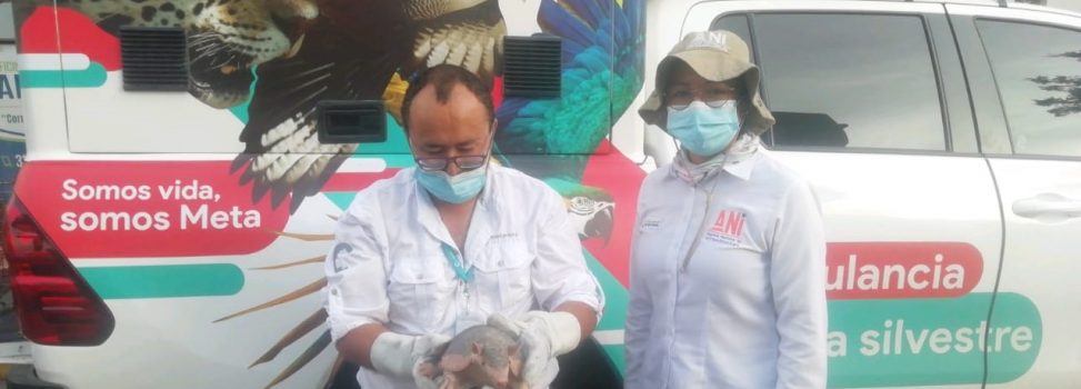 227 animales ha auxiliado la ambulancia de fauna silvestre en el Meta