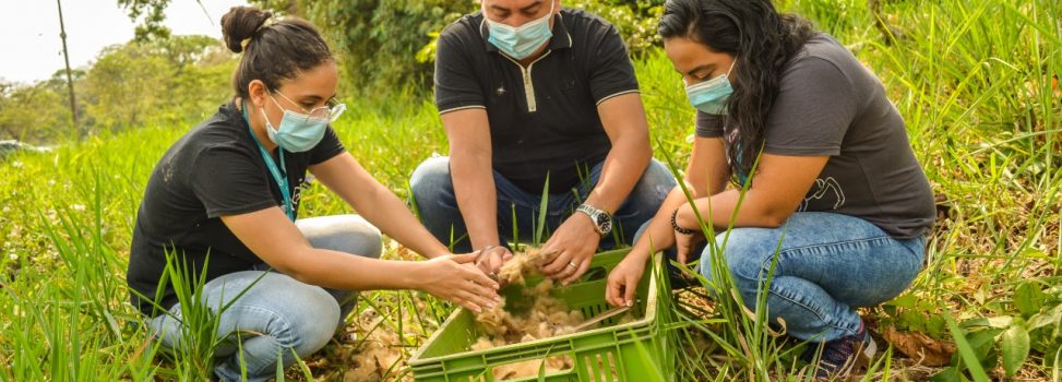 Más de 200 mil semillas de especies nativas se han recolectado para megaviveros de Cormacarena