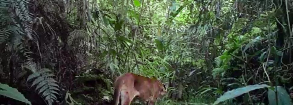 UN PUMA ES CAPTADO MEDIANTE CÁMARAS TRAMPA INSTALADAS POR CORPOCHIVOR EN EL MUNICIPIO DE CAMPOHERMOSO BOYACÁ.