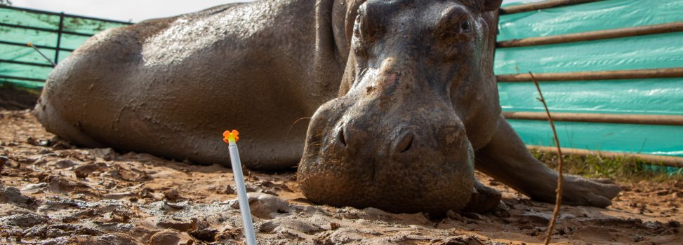 Después de ser declarados animales exóticos e invasores, una hembra de hipopótamo fue esterilizada de manera exitosa en Colombia