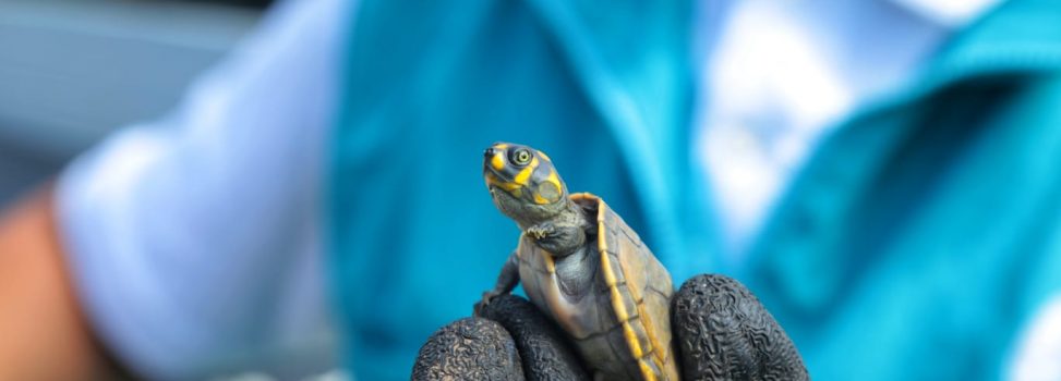 640 tortugas Terecay fueron liberadas por Cormacarena para la conservación de la especie