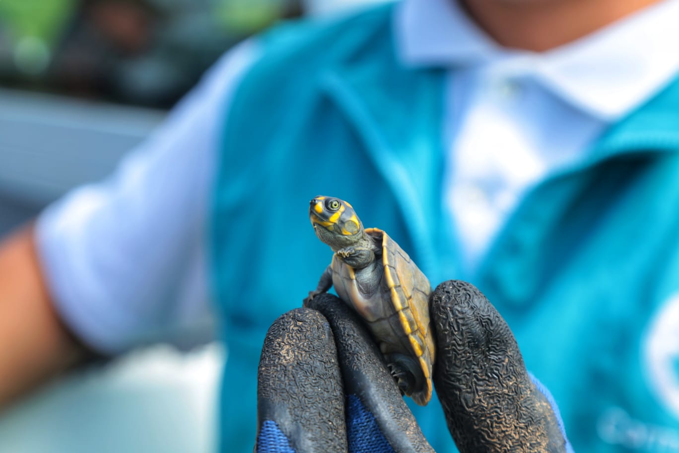 640 tortugas Terecay fueron liberadas por Cormacarena para la conservación de la especie