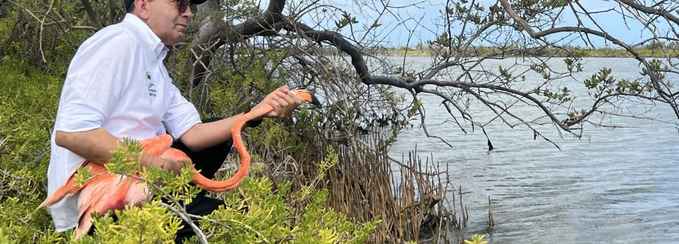 Corpoguajira ha minimizado la colisión de aves en las redes eléctricas de La Guajira