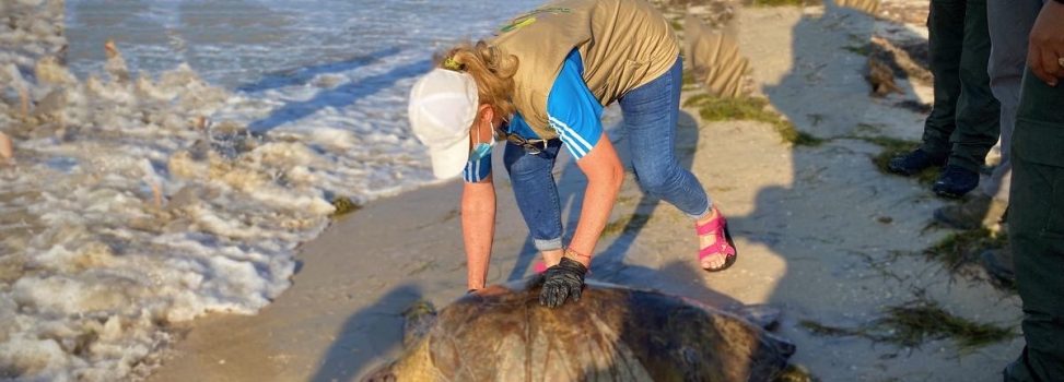 Cinco tortugas marinas fueron decomisadas en Maicao y liberadas en las playas de Mayapo