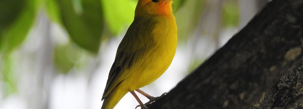 Grupos de monitoreo del Huila consolidan sus capacidades para el monitoreo de la avifauna