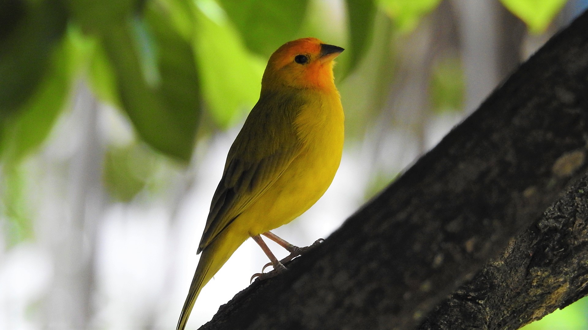 Grupos de monitoreo del Huila consolidan sus capacidades para el monitoreo de la avifauna