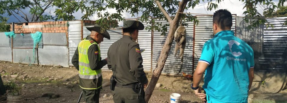 Cormacarena rechaza la tortura y el asesinato de un oso melero en Villavicencio