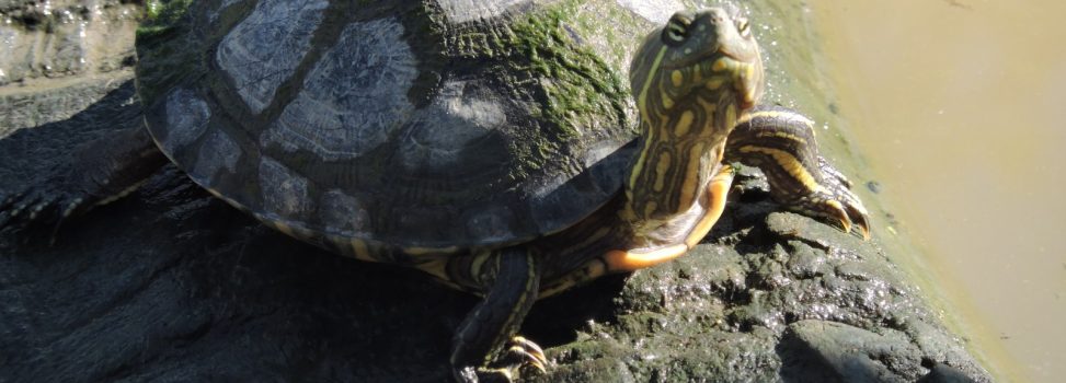 Que Semana Santa no sea el calvario para nuestra fauna y flora