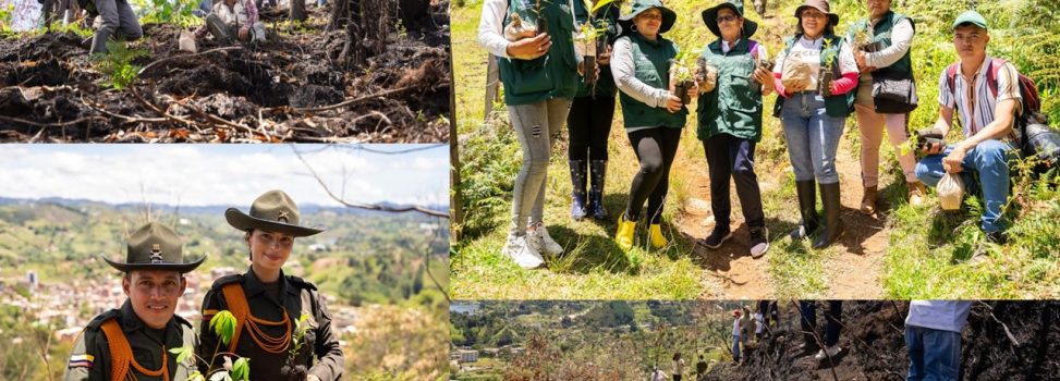 Gran “Sembratón por la vida”, para la recuperación de predio afectado por incendio de cobertura vegetal en El Peñol