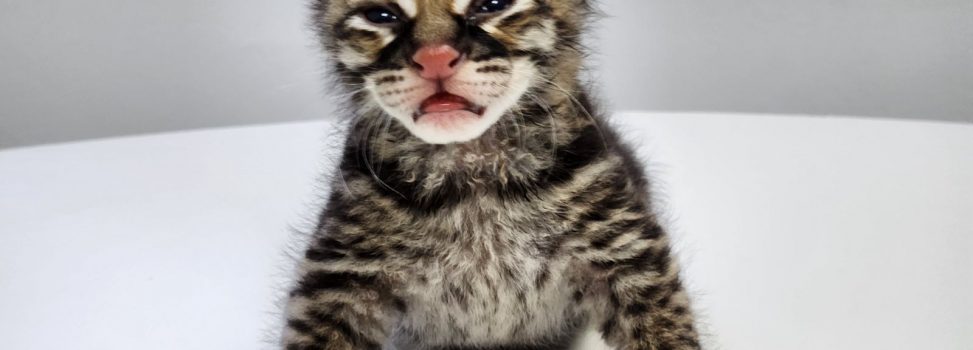 Bebé ocelote de una semana de nacido y separado de la vida silvestre, fue rescatado por Cormacarena