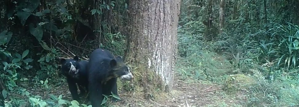 Sigue creciendo población de oso de anteojos en el Huila