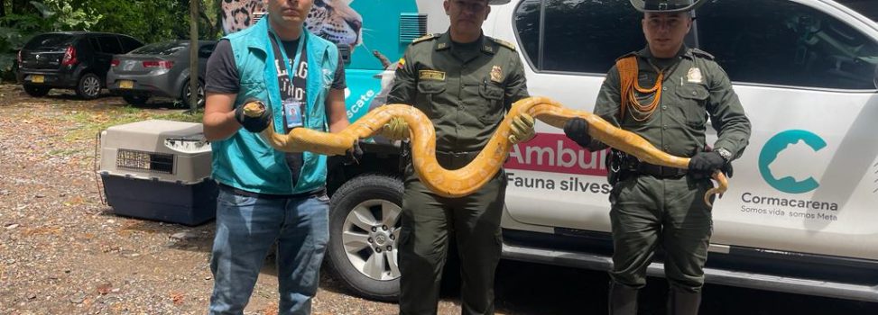 Anaconda albina nunca antes vista en Colombia, es rescatada por Cormacarena