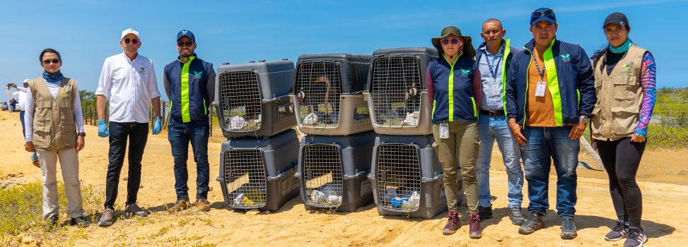 18 FLAMENCOS ROSADOS FUERON LIBERADOS POR CORPOGUAJIRA EN EL DRMI MUSICHI