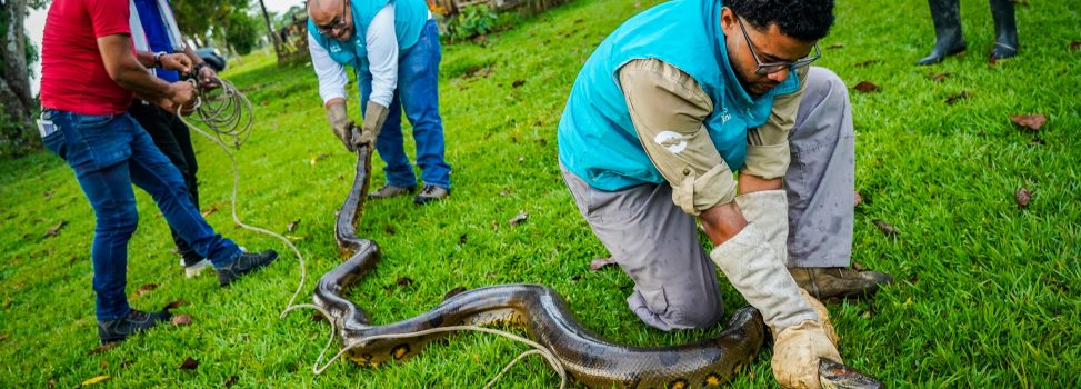 Anaconda de 4 metros fue rescatada por Cormacarena, evitando ser agredida