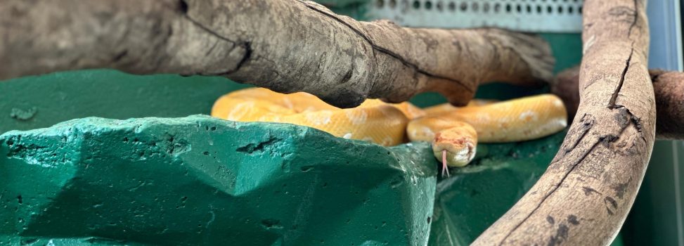 Anaconda verde única en Colombia y rescatada por Cormacarena, está en el Bioparque Los Ocarros