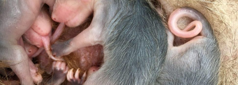 Cormacarena y Bioparque Los Ocarros lideran desde hoy donatón para beneficiar a los neonatos