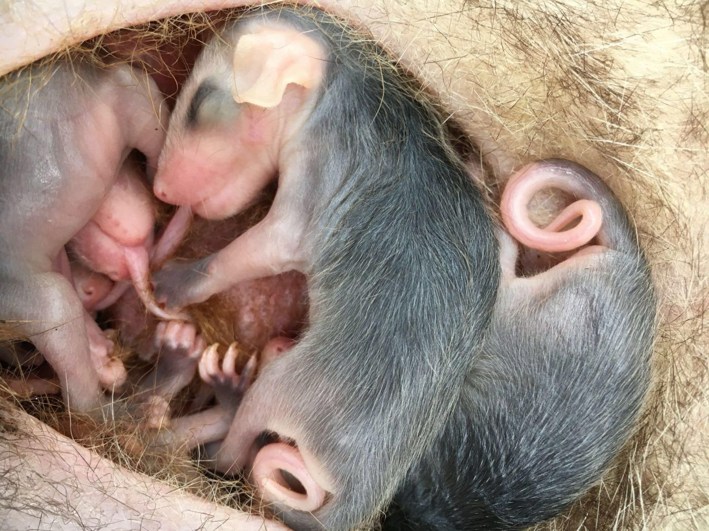 Cormacarena y Bioparque Los Ocarros lideran desde hoy donatón para beneficiar a los neonatos