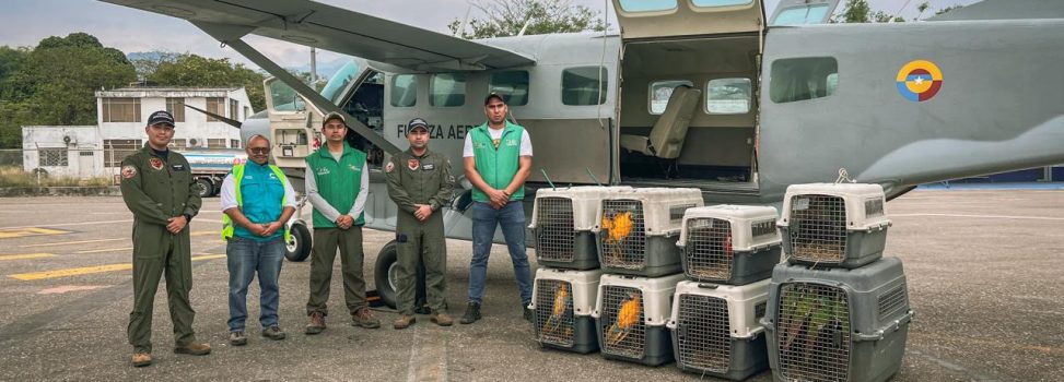 Fauna silvestre víctima de cautiverio y tráfico ilegal fue puesta en libertad