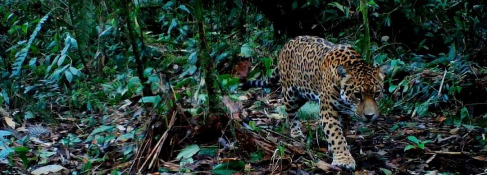 Lanzamiento nacional de la red ‘Otus’ de cámaras fauna