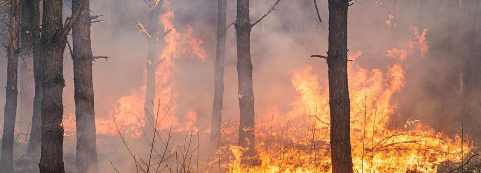 Cormacarena impuso sanción de 14 millones de pesos a ciudadano por provocar incendio