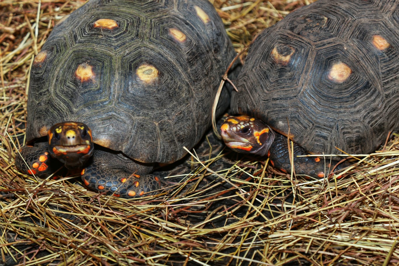 La CAM liberó 47 tortugas morrocoy en el Meta
