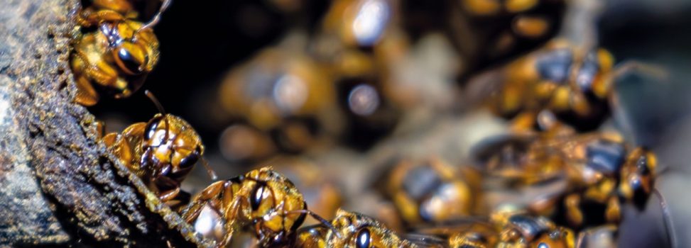 Descubren nuevas especies de abejas silvestres en el Huila