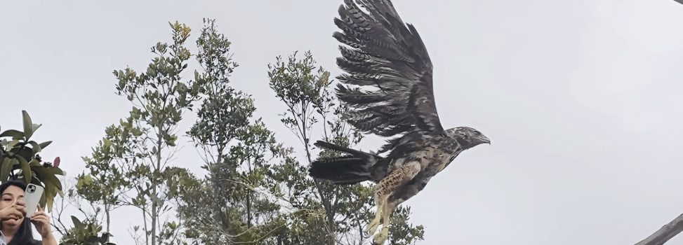 AGUILA DE PÁRAMO ATACADA CON PERDIGONES, VUELVE A LA LIBERTAD GRACIAS A REHABILITACIÓN RELIZADA POR CORPOCHIVOR.