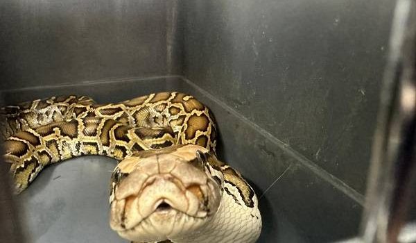 LA TENÍAN EN EL CERRITO, VALLE  DE ANIMAL SILVESTRE A MASCOTA EXÓTICA: UNA DE LAS SERPIENTES MÁS GRANDES DEL MUNDO FUE ENTREGADA A LA CVC