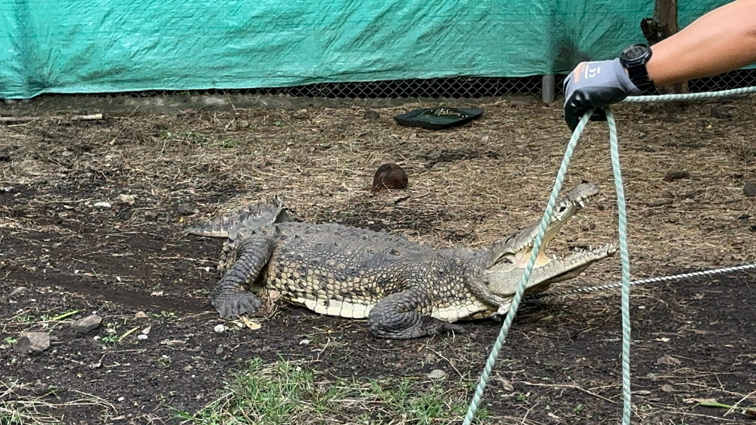 LA ÑATA, EL CAIMÁN RESCATADO DURANTE LA COP16 EN PALMIRA, SE PREPARA PARA SU REUBICACIÓN