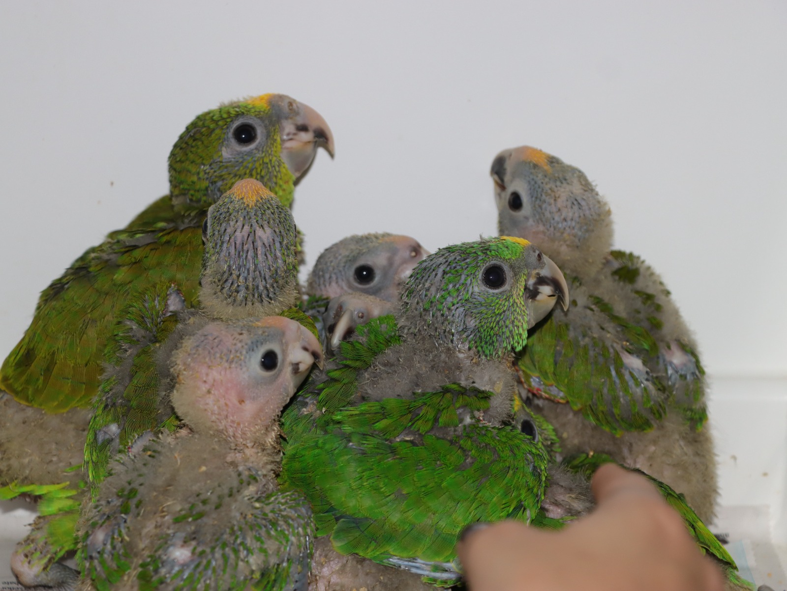 Nuevo golpe al tráfico ilegal de fauna silvestre