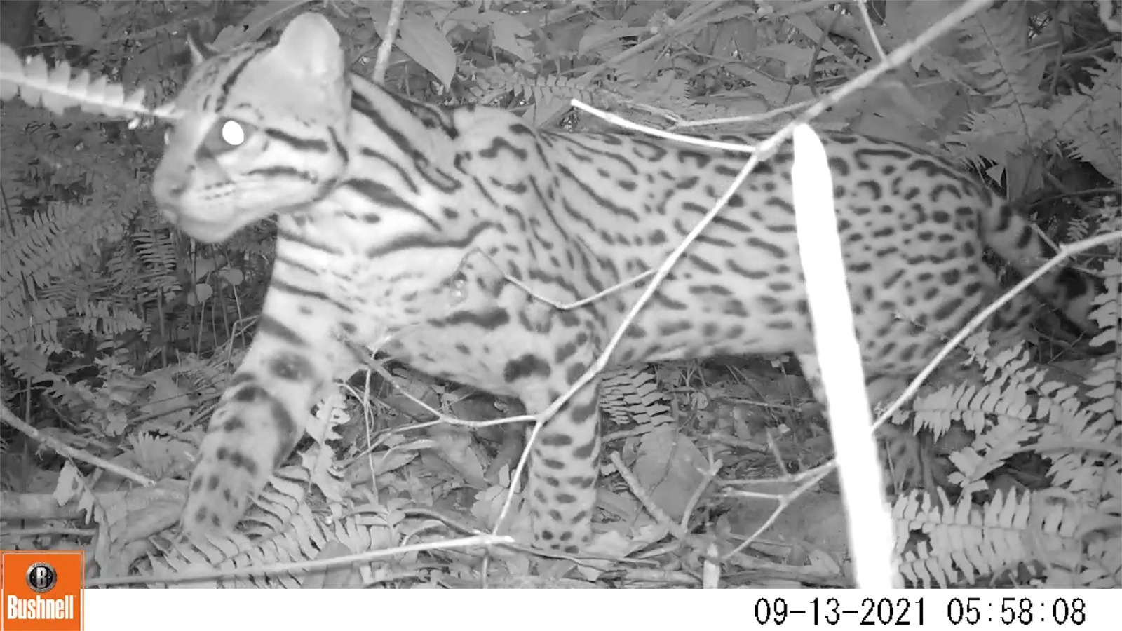 Cámaras trampa, estrategia para conservar nuestra fauna