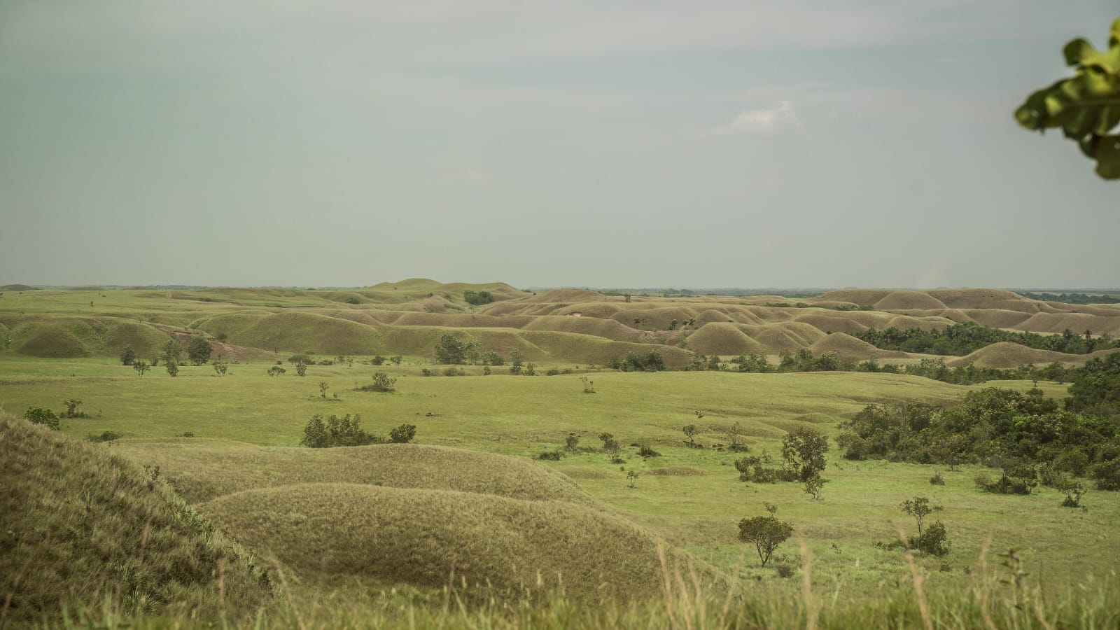 Protegiendo la Altillanura: Una alianza para la conservación y el desarrollo sostenible