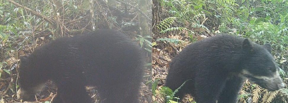 Por primera vez es avistada una osa de anteojos con su cría en Rivera-Huila