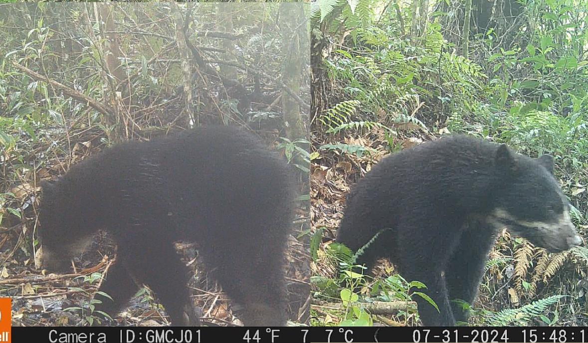 Por primera vez es avistada una osa de anteojos con su cría en Rivera-Huila