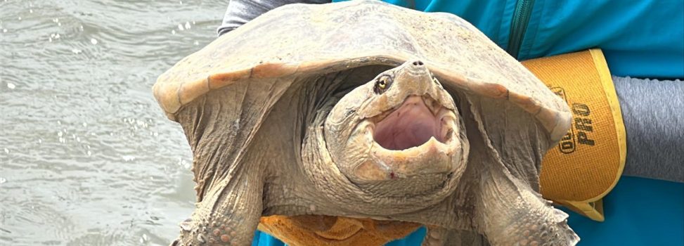 En 2024 las CAR atendieron más de 39 mil animales