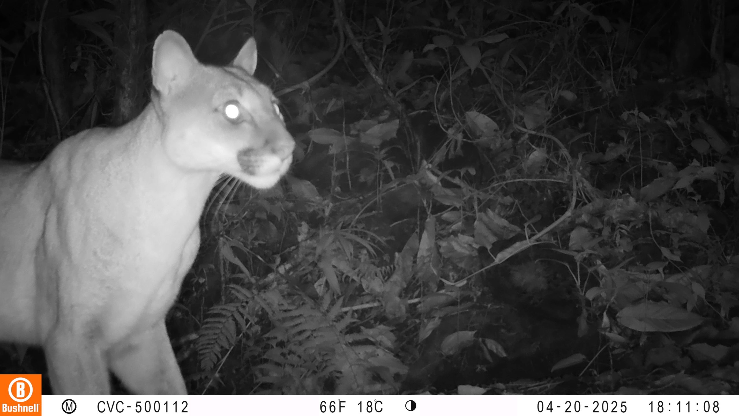 CÁMARAS TRAMPA CAPTAN PUMAS, TIGRILLOS, GUAGUAS Y GUATINES A SOLO MEDIA HORA DE CALI