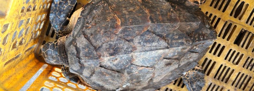 UN HALLAZGO QUE FORTALECE LA ESPERANZA DE CONSERVACIÓN DESCUBREN TORTUGA CAREY JUVENIL EN EL RÍO CAJAMBRE 