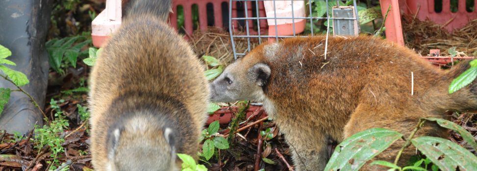 Volvió al bosque el cusumbo que permanecía como mascota en Saladoblanco