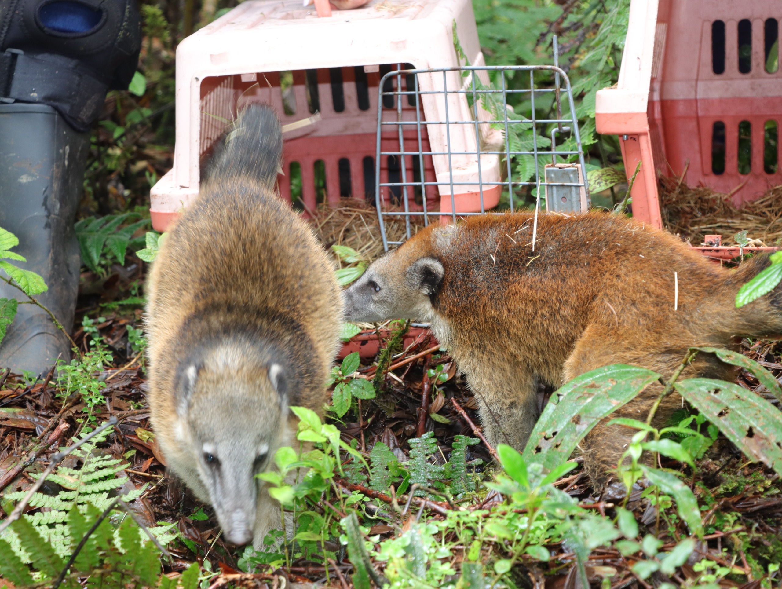 Volvió al bosque el cusumbo que permanecía como mascota en Saladoblanco