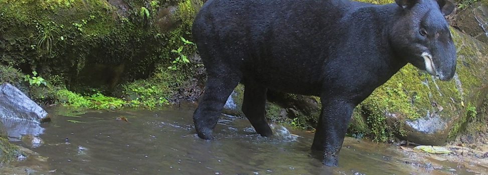 Festival del Oso y la Danta celebra 10 años de conservación