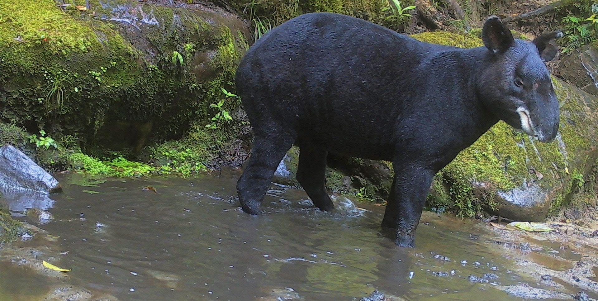 Festival del Oso y la Danta celebra 10 años de conservación
