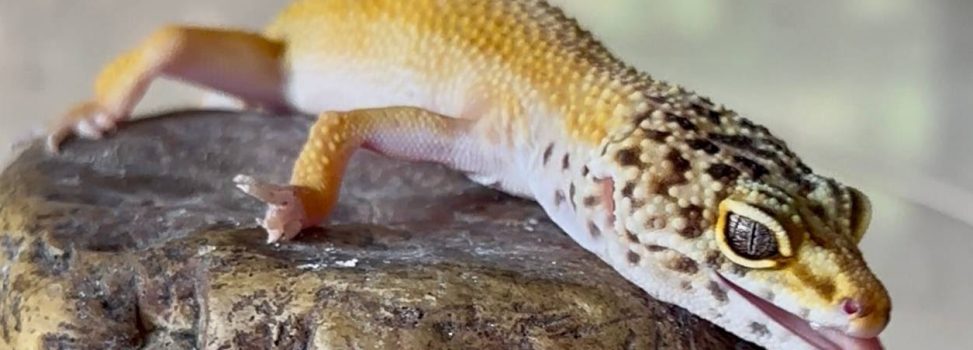 EL GECKO LEOPARDO Y EL ERROR COMÚN DE QUERERLO COMO MASCOTA