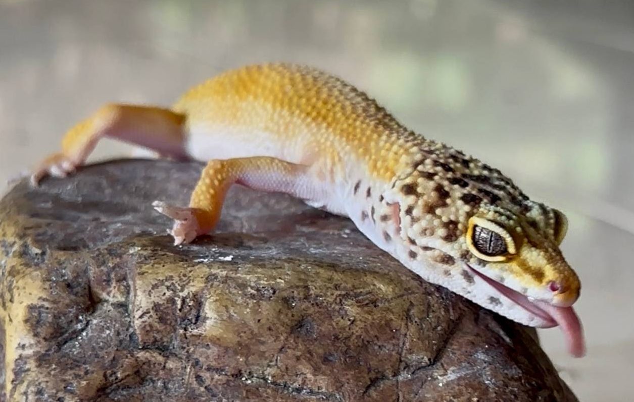 EL GECKO LEOPARDO Y EL ERROR COMÚN DE QUERERLO COMO MASCOTA