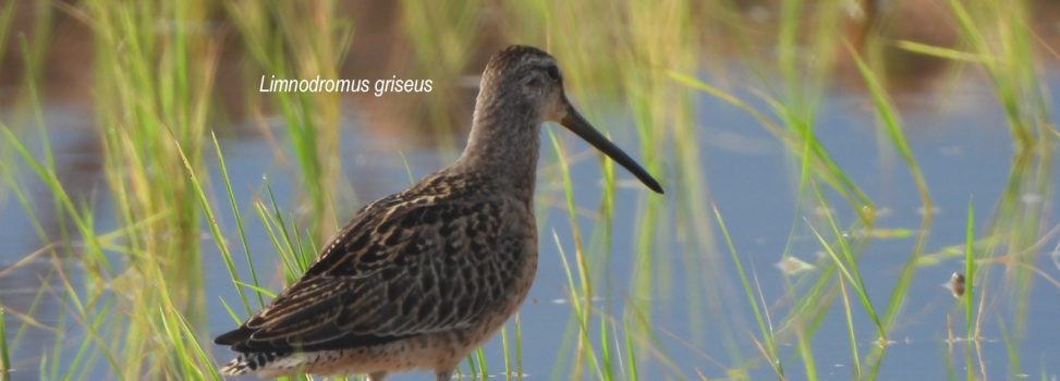 Dos nuevos registros de aves para el Huila